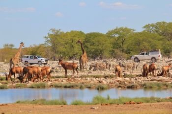 Wildlife Safari - Tourism in Africa