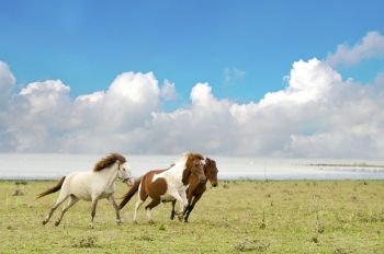Horses running in a pasture with the blue sky