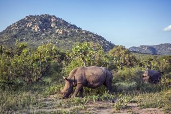 Two Southern white rhinoceros in mountain scenery in Kruger National park, South Africa ; Specie Ceratotherium simum simum family of Rhinocerotidae. Southern white rhinoceros in Kruger National park, South Africa