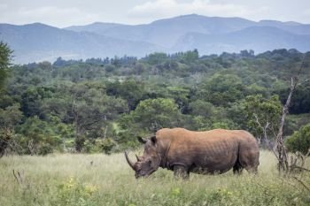 Southern white rhinoceros in mountain scenery in Kruger National park, South Africa ; Specie Ceratotherium simum simum family of Rhinocerotidae. Southern white rhinoceros in Kruger National park, South Africa