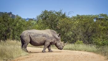 Southern white rhinoceros crossing safari gravel road in Kruger National park, South Africa ; Specie Ceratotherium simum simum family of Rhinocerotidae. Southern white rhinoceros in Kruger National park, South Africa