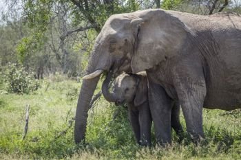 African bush elephant mother and baby in Kruger National park, South Africa ; Specie Loxodonta africana family of Elephantidae. African bush elephant in Kruger National park, South Africa