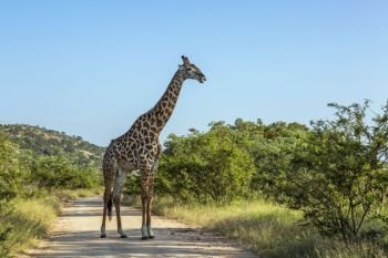 Giraffe in green savannah scenery in Kruger National park, South Africa ; Specie Giraffa camelopardalis family of Giraffidae. Giraffe in Kruger National park, South Africa