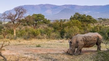 Southern white rhinoceros in savannah scenery in Kruger National park, South Africa ; Specie Ceratotherium simum simum family of Rhinocerotidae. Southern white rhinoceros in Kruger National park, South Africa