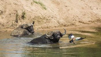 Two African buffalo bathing and a goose flying in Kruger National park, South Africa ; Specie Syncerus caffer family of Bovidae. African buffalo in Kruger National park, South Africa
