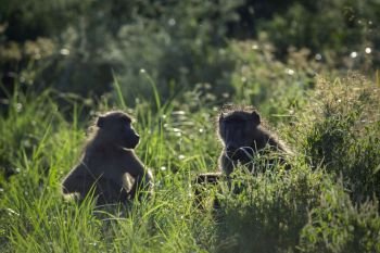 Two Chacma baboon in grass in backlit in Kruger National park, South Africa ; Specie Papio ursinus family of Cercopithecidae. Chacma baboon in Kruger National park, South Africa