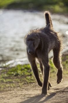 Chacma baboon running in front view in Kruger National park, South Africa ; Specie Papio ursinus family of Cercopithecidae. Chacma baboon in Kruger National park, South Africa