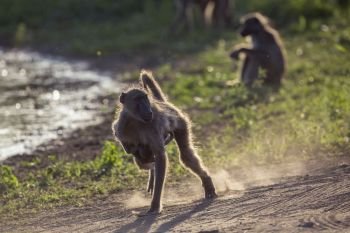 Chacma baboon female running with baby in Kruger National park, South Africa ; Specie Papio ursinus family of Cercopithecidae. Chacma baboon in Kruger National park, South Africa