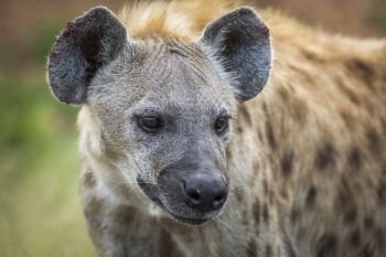 Spotted hyaena portrait in Kruger National park, South Africa ; Specie Crocuta crocuta family of Hyaenidae. Spotted hyaena in Kruger National park, South Africa