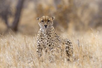 Cheetah in Kruger National park, South Africa ; Specie Acinonyx jubatus family of Felidae. Cheetah in Kruger National park, South Africa