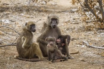 Chacma baboon family with babies in Kruger National park, South Africa ; Specie Papio ursinus family of Cercopithecidae. Chacma baboon in Kruger National park, South Africa