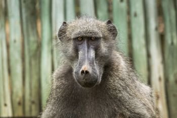 Chacma baboon portrait in Kruger National park, South Africa ; Specie Papio ursinus family of Cercopithecidae. Chacma baboon in Kruger National park, South Africa