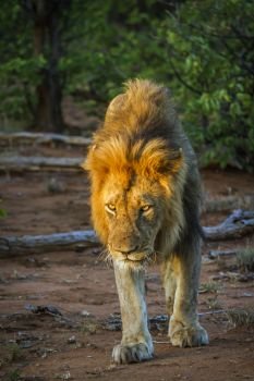 African lion male walking in twilight in Kruger National park, South Africa ; Specie Panthera leo family of Felidae. African lion in Kruger National park, South Africa