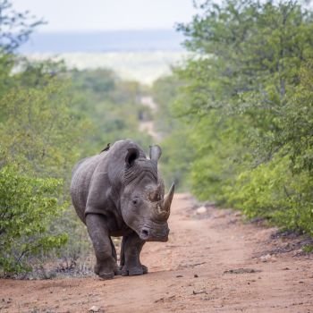 Southern white rhinoceros walking front view in Kruger National park, South Africa ; Specie Ceratotherium simum simum family of Rhinocerotidae. Southern white rhinoceros in Kruger National park, South Africa