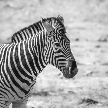 Plains zebra portrait black and white in Kruger National park, South Africa ; Specie Equus quagga burchellii family of Equidae. Plains zebra in Kruger National park, South Africa