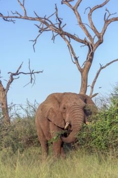 African bush elephant in dead tree scenery in Hlane National park, Swaziland ; Specie Loxodonta africana family of Elephantidae. African bush elephant in Hlane National park, Swaziland