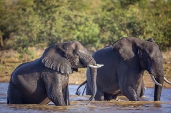 Two African bush elephants playing in water in Kruger National park, South Africa ; Specie Loxodonta africana family of Elephantidae. African bush elephant in Kruger National park, South Africa