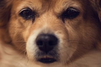 Portrait of a happy cute brown dog , closeup face beauty puppy. Portrait of a happy cute brown dog , closeup face