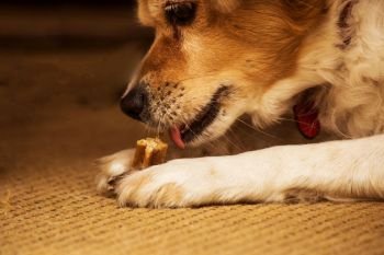 Funny dog eating appetizing treat, chewing toy bone, food for dogs close-up pet. Funny dog eating appetizing treat, chewing toy bone, food for dogs