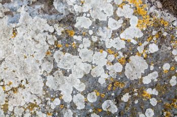 texture of stone covered with mold. background. texture of stone covered with mold