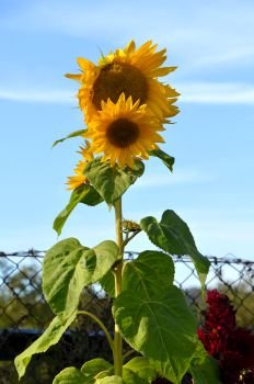 Self-drawn sunflower in the garden