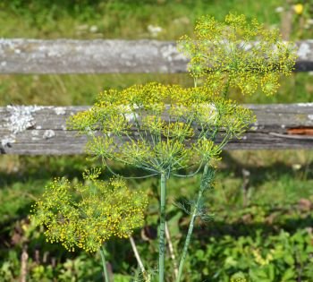 Dill in the herb garden