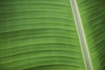 Macro banana foliage texture background 