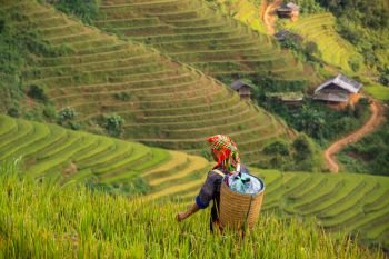 local people in Mu Cang Chai, Vietnam she’s farmer harvest rice at rice field at sunny day. soft focus.