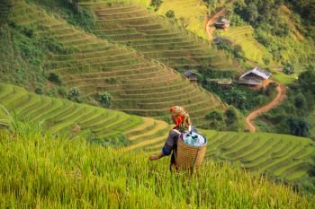 local people in Mu Cang Chai, Vietnam she’s farmer harvest rice at rice field at sunny day. soft focus.