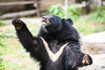 Asiatic black bear standing and relax in the summer / Black bear with chest The V shape is white wool