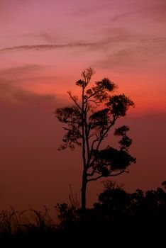 Silhouette tree sunset or sunrise on mountain with orange red sky background 