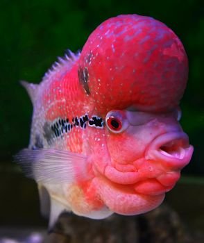 Colorful red crossbreed cichlid fish pet male beautiful flowerhorn swimming fish tank underwater aquarium