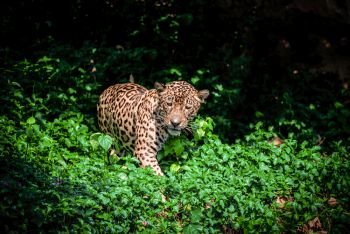 Tiger leopard jaguar animal wildlife hunting 