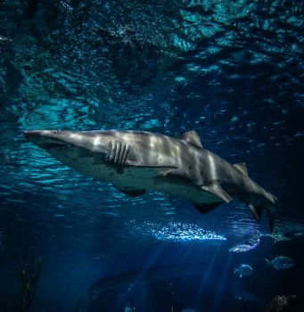 Sand tiger shark swimming marine life in the ocean / ragged tooth shark picture sea underwater