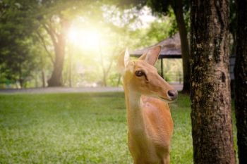 Antelope is standing in a green garden, with Lens Flare.
