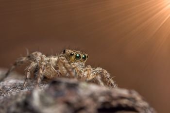 Macro Animal Spider