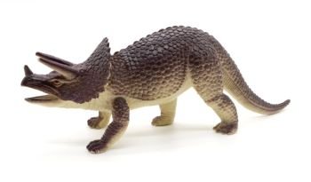 Triceratops dinosaurs toy on white background
