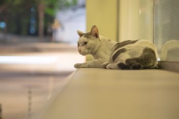 A stray cat feel afraid and be careful while sitting and look at shooting from camera in the night time at city, selective focus.