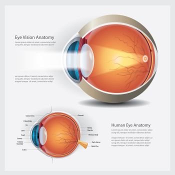 Human Eye Anatomy Vector Illustration
