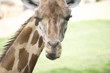 Close up portrait of giraffe looking at camera. Portrait of giraffe looking at camera