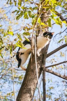A black and white cat is perched on a tree