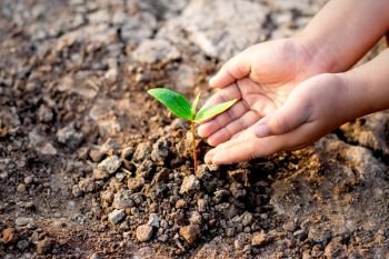 Children’s hands are planting seedlings into arid soil, ecology concept.