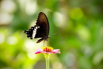 Black butterfly is hanging on the flowers against a green background.