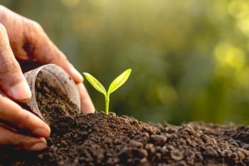 Seedlings were planted in fertile soil. While the man’s hands are pouring the soil.
