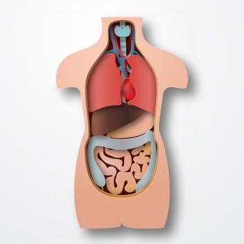 Vector human body anatomy, medical organs system paper craft style illustration. Human body anatomy, medical organs system paper craft style vector illustration