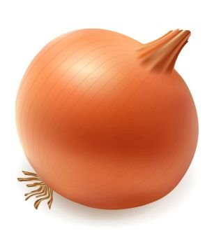onion vector illustration isolated on white background