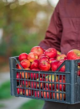 Autumn harvest of red apples in a basket, under a tree in the garden, on a blurry background, at the end of midday sunlight. Picking apples in the garden.. Autumn harvest of red apples in a basket, under a tree in the garden, on a blurry background