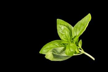 Basil (Ocimum basilicum), also called sweet basil or Genovese basil, is a culinary herb of the family Lamiaceae (mints), native to tropical regions from central Africa to Southeast Asia