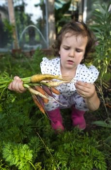 Carrots from small organic farm. Kid farmer hold multi colored carrots in a garden. Concept for bio agriculture.