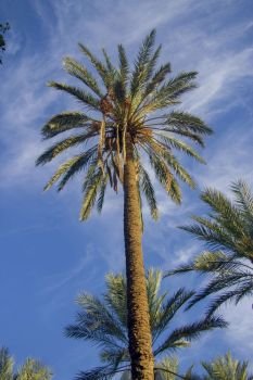 Date palm tree with date fruits against blue sky with white clouds in oasis